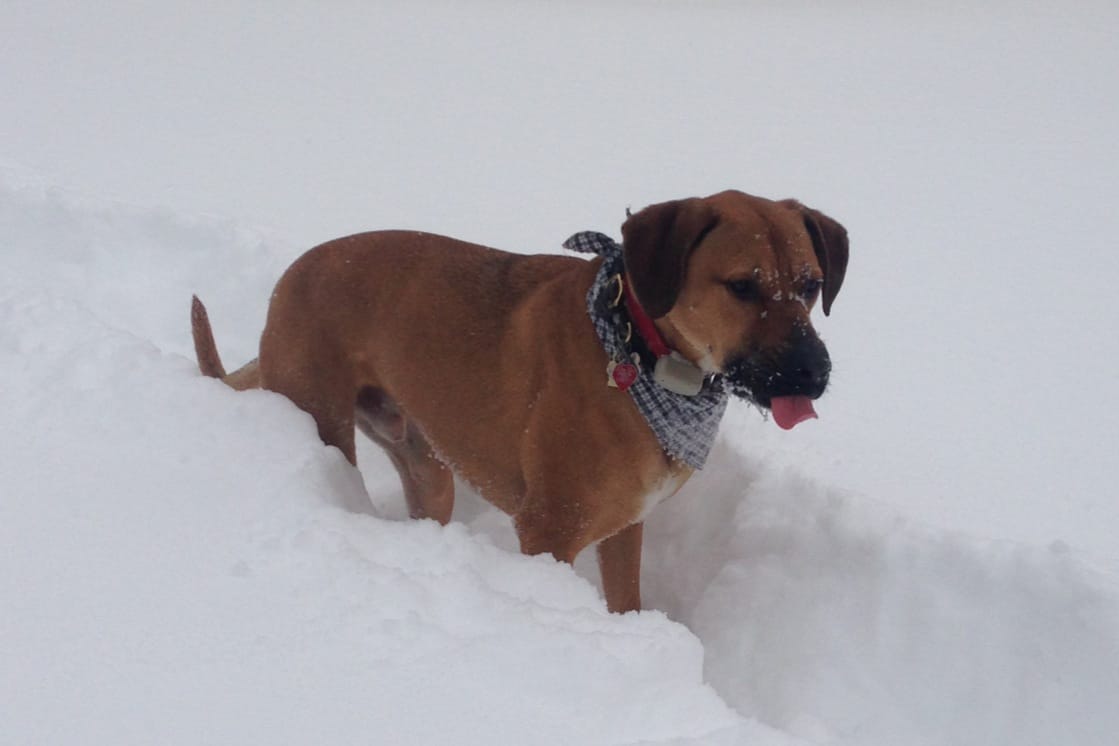I'm sticking my tongue out at the snow too...